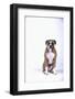 Boxer-DLILLC-Framed Photographic Print