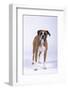 Boxer-DLILLC-Framed Photographic Print