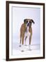 Boxer-DLILLC-Framed Photographic Print