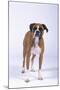 Boxer-DLILLC-Mounted Photographic Print