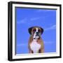 Boxer-DLILLC-Framed Photographic Print