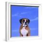 Boxer-DLILLC-Framed Photographic Print