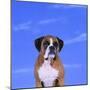 Boxer-DLILLC-Mounted Photographic Print