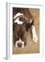 Boxer-Karyn Millet-Framed Photographic Print