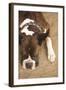 Boxer-Karyn Millet-Framed Photographic Print