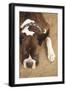 Boxer-Karyn Millet-Framed Photographic Print