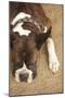 Boxer-Karyn Millet-Mounted Photographic Print