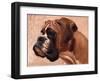 Boxer-Thomas Fluharty-Framed Art Print