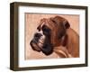 Boxer-Thomas Fluharty-Framed Art Print