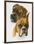 Boxer-Barbara Keith-Framed Giclee Print