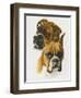 Boxer-Barbara Keith-Framed Giclee Print