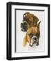 Boxer-Barbara Keith-Framed Giclee Print