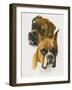 Boxer-Barbara Keith-Framed Giclee Print