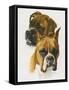 Boxer-Barbara Keith-Framed Stretched Canvas