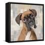 Boxer-Keri Rodgers-Framed Stretched Canvas