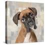 Boxer-Keri Rodgers-Stretched Canvas