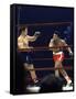 Boxers Cassius Clay and Oscar Bonavena Fighting at Madison Square Garden-Bill Ray-Framed Stretched Canvas