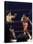 Boxers Cassius Clay and Oscar Bonavena Fighting at Madison Square Garden-Bill Ray-Stretched Canvas