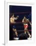 Boxers Cassius Clay and Oscar Bonavena Fighting at Madison Square Garden-Bill Ray-Framed Premium Photographic Print