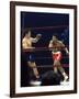 Boxers Cassius Clay and Oscar Bonavena Fighting at Madison Square Garden-Bill Ray-Framed Premium Photographic Print