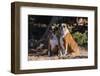 Boxers Sitting in Dried Grasses-Zandria Muench Beraldo-Framed Photographic Print