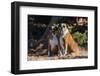 Boxers Sitting in Dried Grasses-Zandria Muench Beraldo-Framed Photographic Print