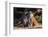 Boxers Sitting in Dried Grasses-Zandria Muench Beraldo-Framed Photographic Print