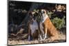 Boxers Sitting in Dried Grasses-Zandria Muench Beraldo-Mounted Photographic Print