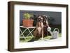 Boxers Sitting on Lawn-Zandria Muench Beraldo-Framed Photographic Print