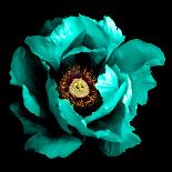 Surreal Dark Chrome Cyan Peony Flower Macro Isolated on Black-BoxerX-Photographic Print