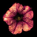 Surreal Dark Chrome Cyan Peony Flower Macro Isolated on Black-BoxerX-Photographic Print