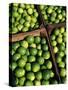 Boxes of Limes, Oxkutzcab Market, Yucatan, Mexico-Paul Harris-Stretched Canvas