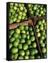 Boxes of Limes, Oxkutzcab Market, Yucatan, Mexico-Paul Harris-Framed Stretched Canvas