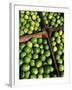 Boxes of Limes, Oxkutzcab Market, Yucatan, Mexico-Paul Harris-Framed Photographic Print