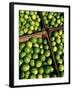 Boxes of Limes, Oxkutzcab Market, Yucatan, Mexico-Paul Harris-Framed Photographic Print