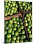 Boxes of Limes, Oxkutzcab Market, Yucatan, Mexico-Paul Harris-Mounted Photographic Print