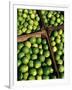 Boxes of Limes, Oxkutzcab Market, Yucatan, Mexico-Paul Harris-Framed Photographic Print