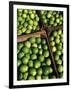 Boxes of Limes, Oxkutzcab Market, Yucatan, Mexico-Paul Harris-Framed Photographic Print