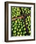 Boxes of Limes, Oxkutzcab Market, Yucatan, Mexico-Paul Harris-Framed Photographic Print