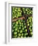 Boxes of Limes, Oxkutzcab Market, Yucatan, Mexico-Paul Harris-Framed Photographic Print