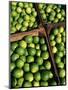 Boxes of Limes, Oxkutzcab Market, Yucatan, Mexico-Paul Harris-Mounted Photographic Print