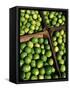 Boxes of Limes, Oxkutzcab Market, Yucatan, Mexico-Paul Harris-Framed Stretched Canvas