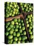 Boxes of Limes, Oxkutzcab Market, Yucatan, Mexico-Paul Harris-Stretched Canvas