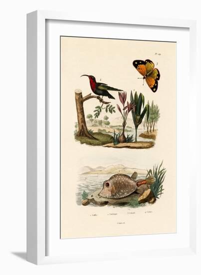 Boxfish, 1833-39-null-Framed Giclee Print