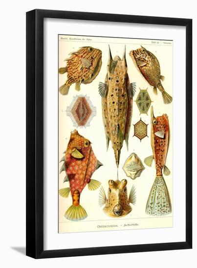Boxfish-Ernst Haeckel-Framed Art Print