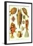 Boxfish-Ernst Haeckel-Framed Art Print