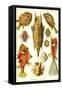 Boxfish-Ernst Haeckel-Framed Stretched Canvas