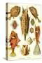 Boxfish-Ernst Haeckel-Stretched Canvas