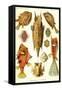 Boxfish-Ernst Haeckel-Framed Stretched Canvas