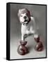 Boxing Dog-Rachael Hale-Framed Stretched Canvas